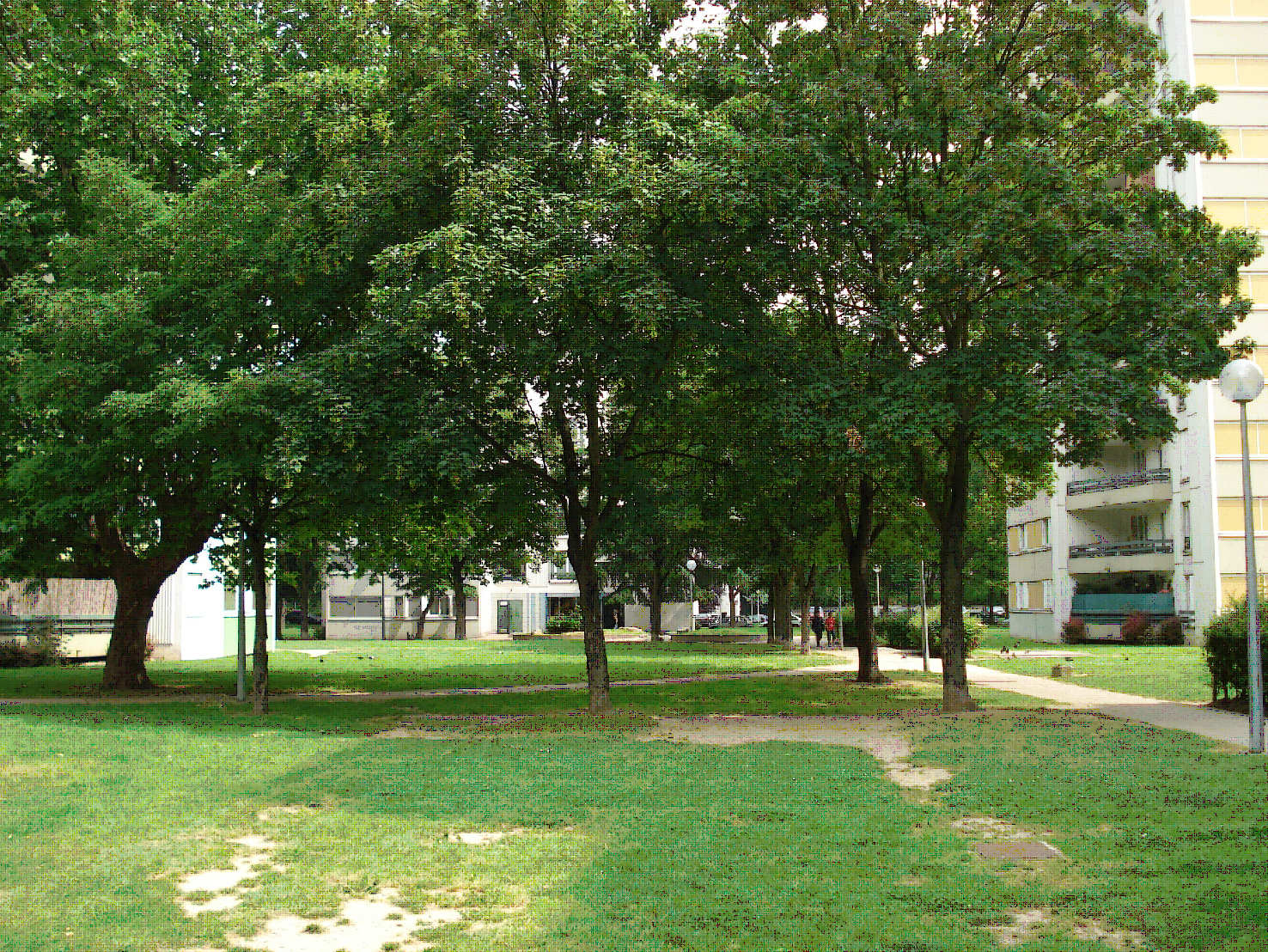 Beau bouquet d’arbres au sein d’une opération
